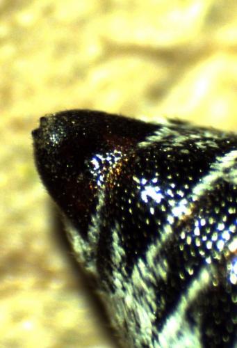 Réf. 244 477 : Coelioxys afra